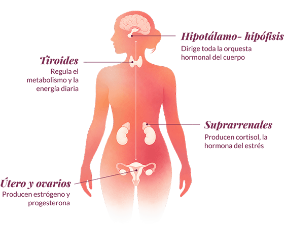 Silueta de mujer con las glándulas del eje endocrino: la hipófisis dirige toda la orquesta hormonal del cuerpo; la tiroides regula el metabolismo y la energía diaria; las suprarrenales producen cortisol, la hormona del estrés; el páncreas libera insulina y regula la glucosa; el útero y los ovarios producen estrógeno y progesterona.