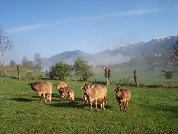 ternera ecológica pasturando