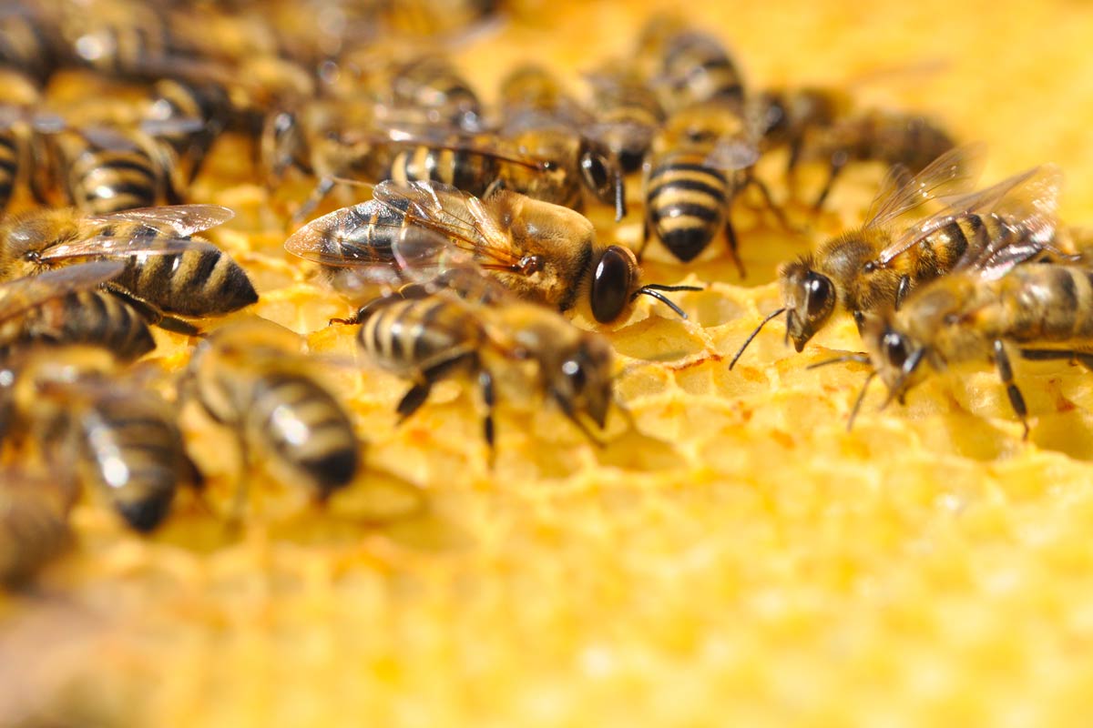 Las abejas, grandes polinizadoras