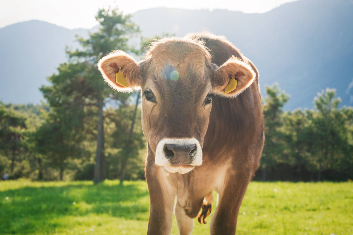 Carne de pasto vs carne ecologica