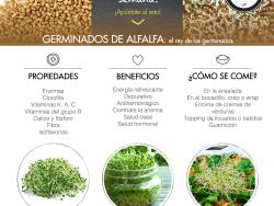 Germinados de alfalfa