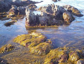 Las algas de proximidad que estabas esperando
