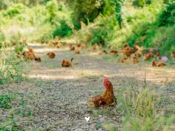 5 razones para pasaros al pollo ecológico