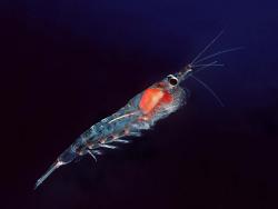El krill, el rey de los omega-3