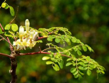 Moringa, el árbol de la vida